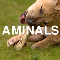 Aminals -- Animals. Those which aren't Milo.