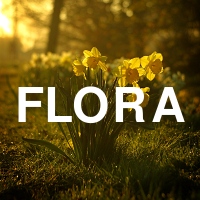 Flora -- Things that come out of the ground.