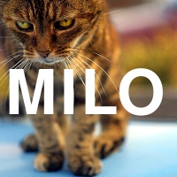 Milo -- The best cat to ever have lived, who passed away in November 2008. RIP.