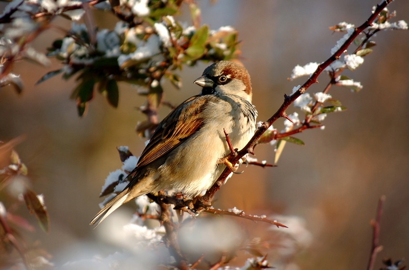 Another sparrow