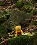 Tiny teddy on the rocks